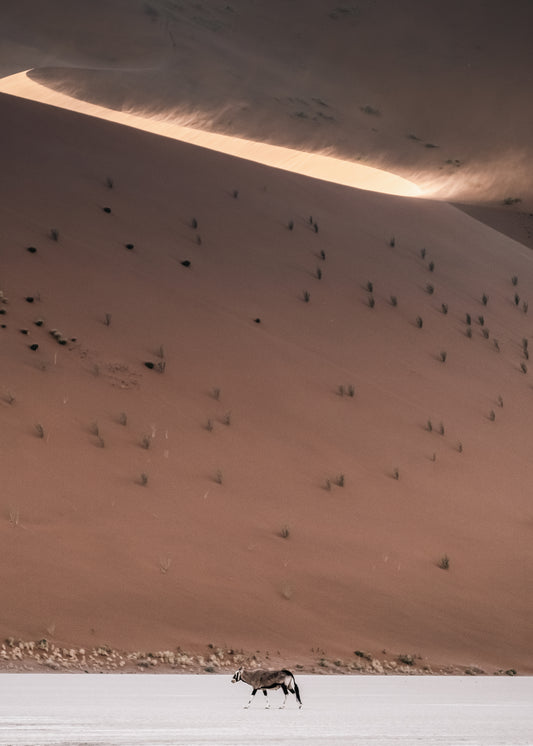 Oryx on the Deadvlei